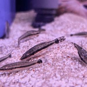 Otocinclus suckermouth catfish tropical aquarium fish algae eater