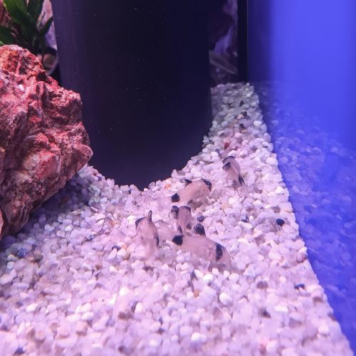 Panda Corydora Hoplisoma panda