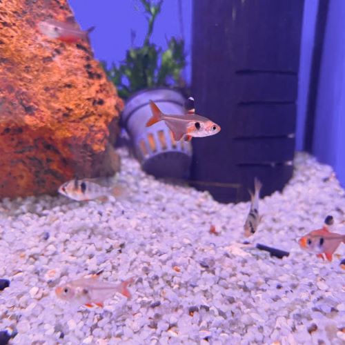Red Phantom Tetra