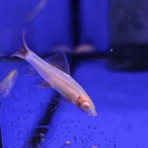 Albino Rainbow Shark