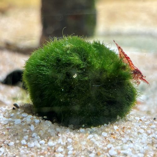 moss ball aquarium plant