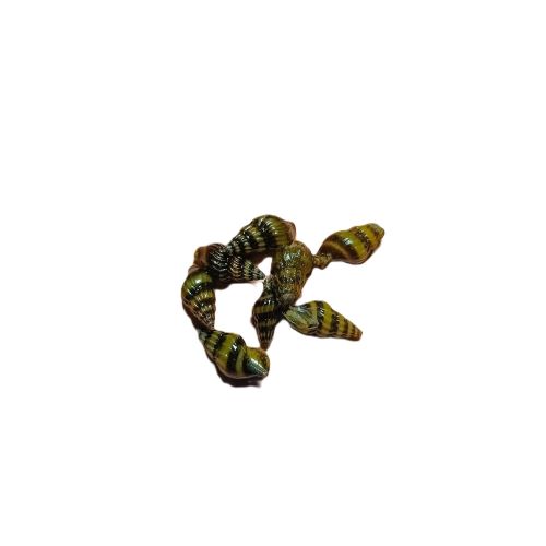 Assassin Snail