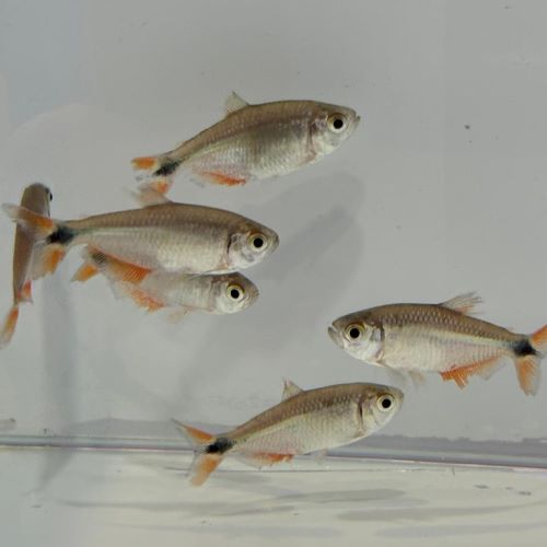 Buenos Aires Tetra