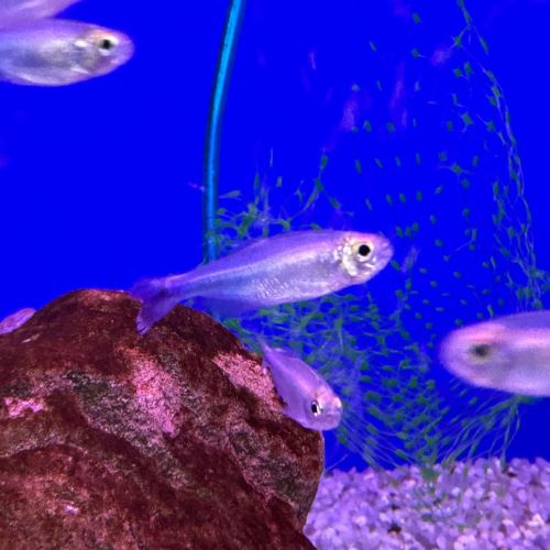 Cochu's Blue Tetra