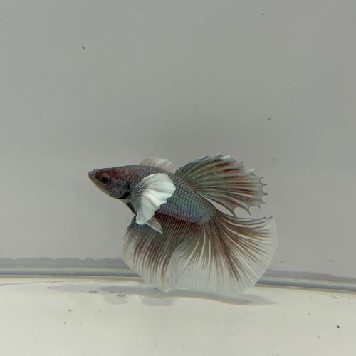 Assorted Betta Double Tail live tropical fish aquarium