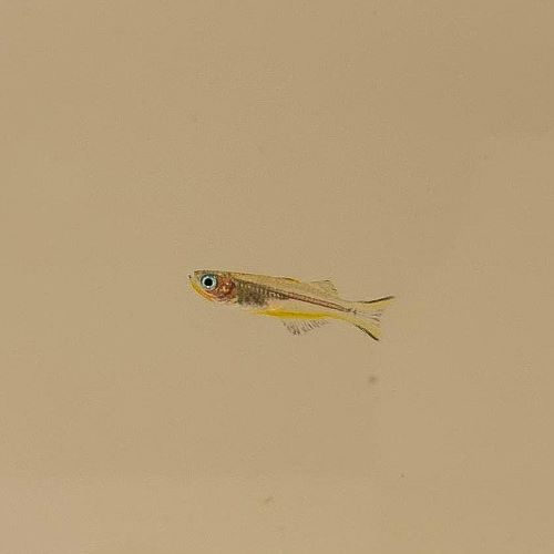 Forktail Rainbowfish