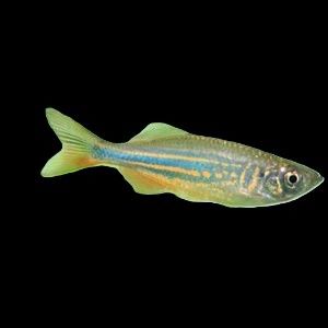 Giant Danio