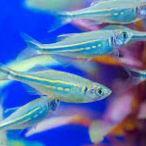 Giant Danio