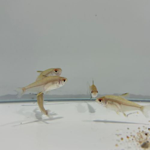 Lemon Tetra