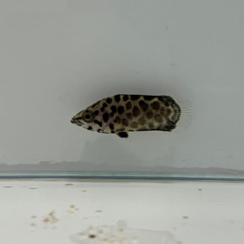 Leopard Bush Fish