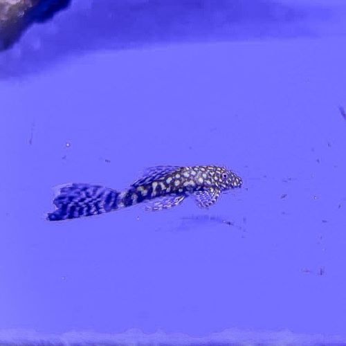 Long Fin Bristlenose Pleco