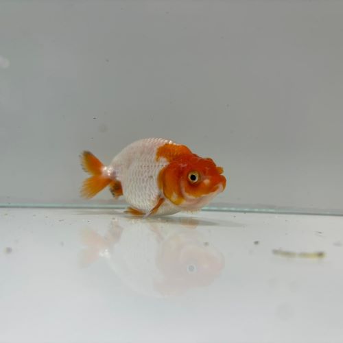 Medium Red & White Ranchu Goldfish small