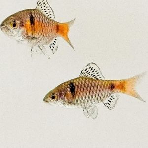 Odessa Barb tropical fish temperate cold water