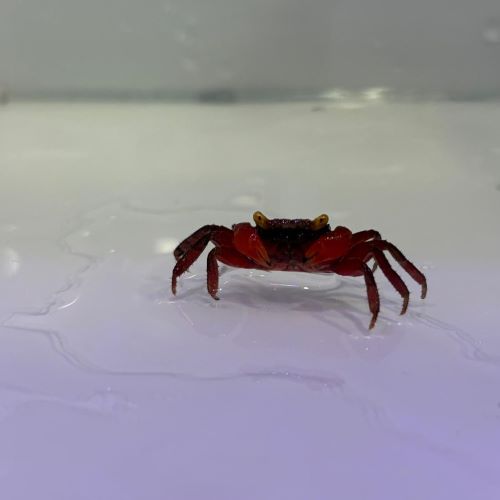 Purple Vampire Crab / Red Devil Vampire Crab Geosesarma dennerle