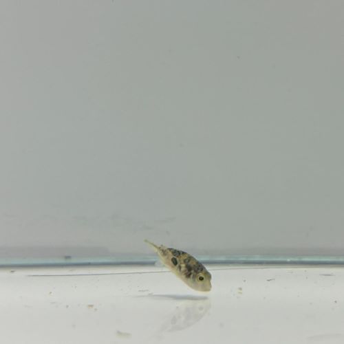 Pygmy Puffer