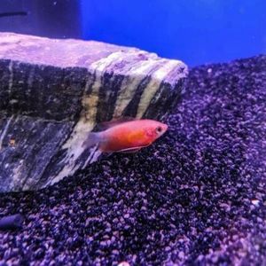 Red Honey Gourami