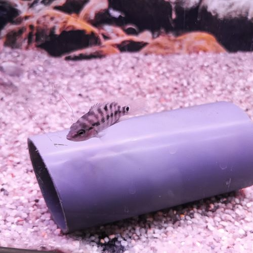 Red Terror Cichlid