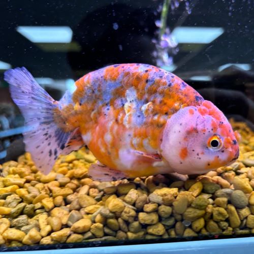Sakura Ranchu