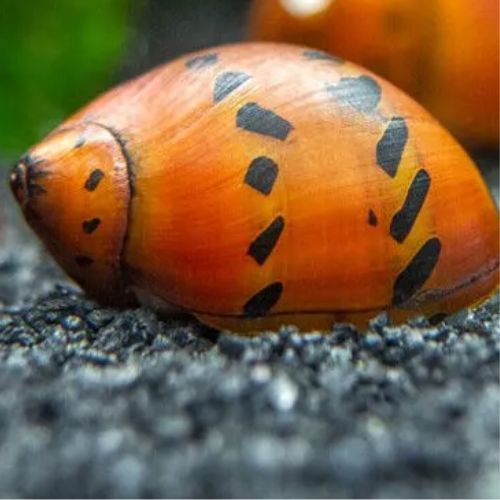 Spotted Nerite Snail