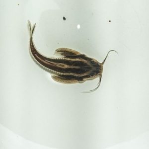 Striped Raphael Catfish Platydoras armatulus