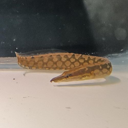 Tyre Track Eel