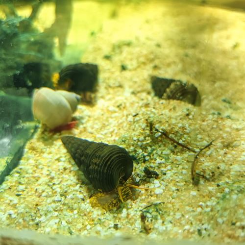 Yellow Spotted Rabbit Snail