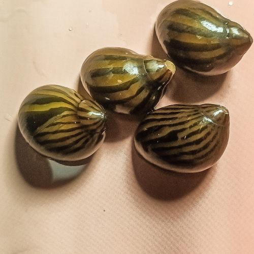 Zebra Nerite Snail