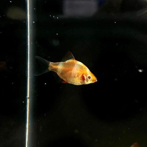 Albino Tiger Barb