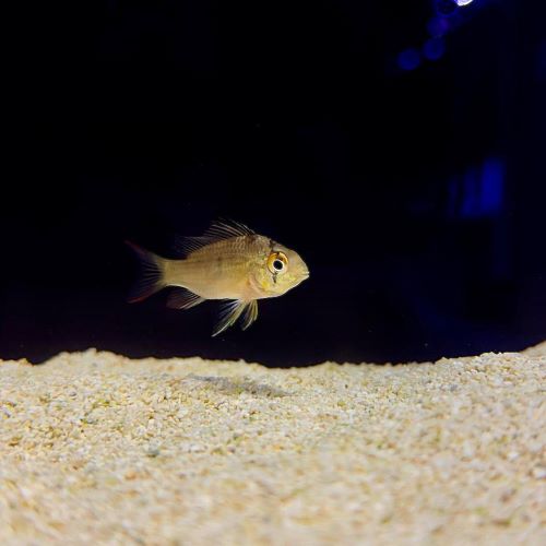 Bolivian Ram