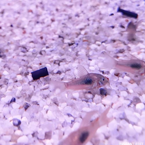 Bronze Corydora tropical fish
