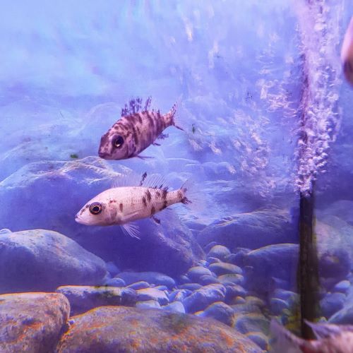 Calico Peacock Cichlid live tropical fish aquarium
