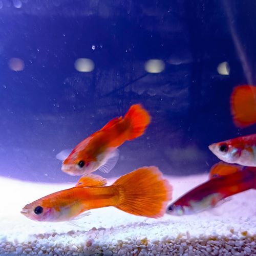 Chilli Red Guppy