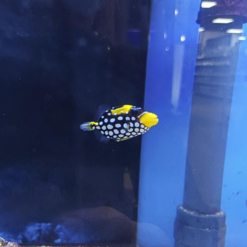 Clown Triggerfish