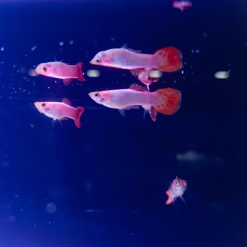 Coral Red Guppy