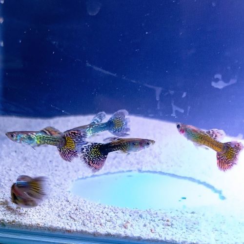 Dumbo Blue Ray Guppy