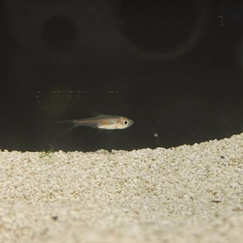 Glowlight Rasbora