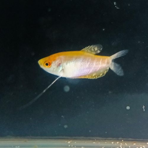 Gold Gourami