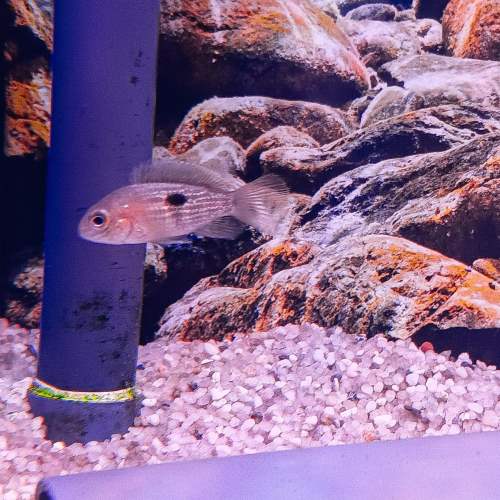 Green Terror Tropical Fish