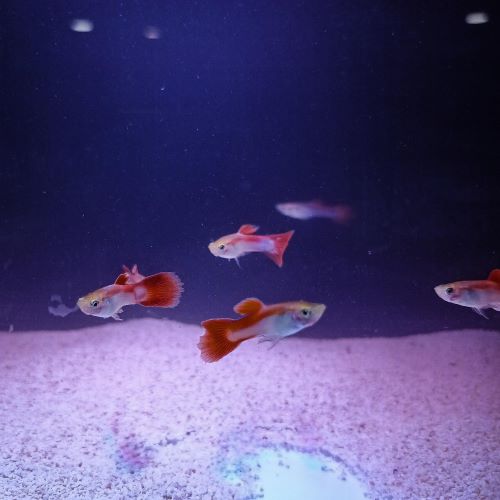 Laser Beam Guppy