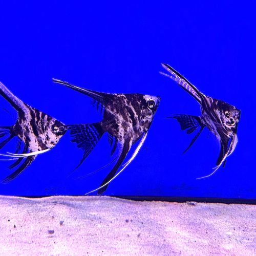 Long Fin Marble Angelfish tropical South American aquarium fish