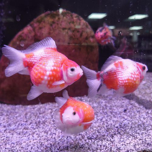 Pearlscale Fancy Goldfish Small