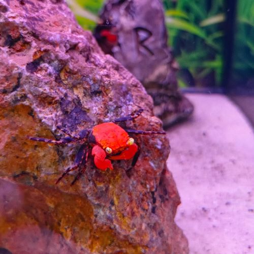 Red Devil Vampire Crab Geosesarma hagen