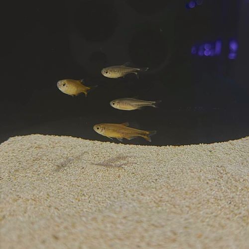 Silvertip Tetra