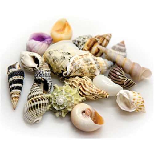 snail shell set