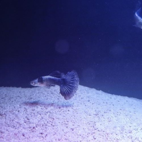 Solid Purple Dumbo Ear Guppy Pair tropical fish tank aquarium