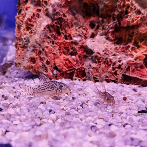 Sterbai Corydora