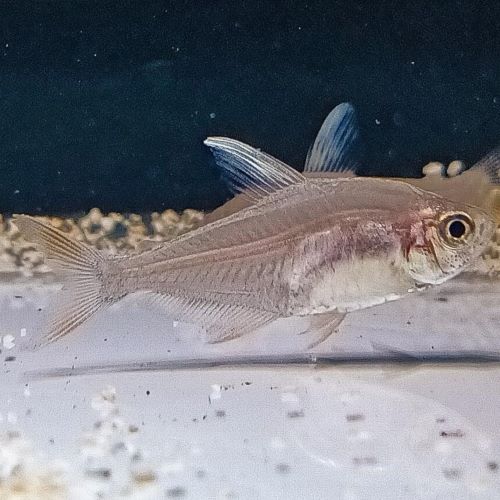 White Fin Ornate Tetra