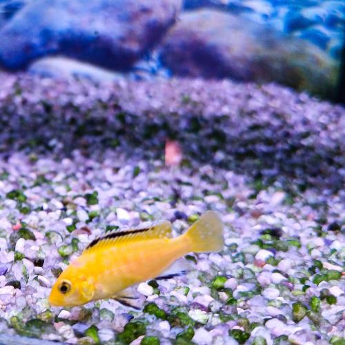 Yellow Lab Cichlid