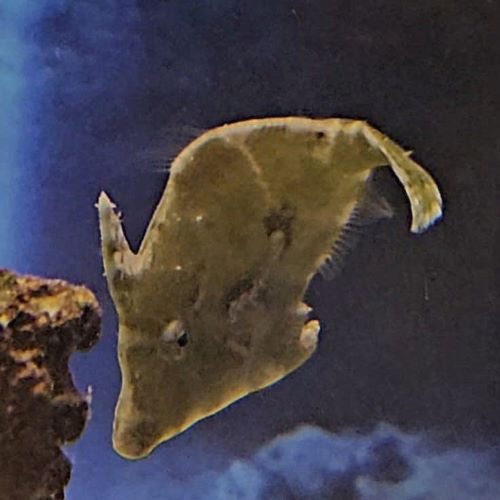 Aiptasia Eating Filefish marine fish reef friendly