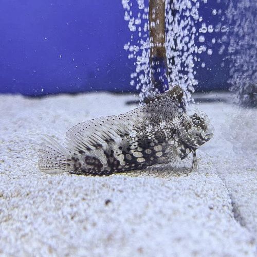 Algae Blenny